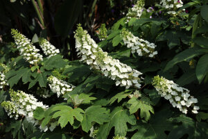 Hydrangea Quercifolia 'Pee Wee'